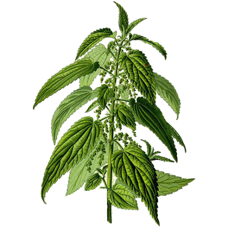 Ortie Piquante racine Bio en gélules (Urtica dioïca)