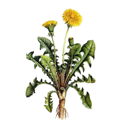 Pissenlit Bio en gélules (Taraxacum dens leonis)