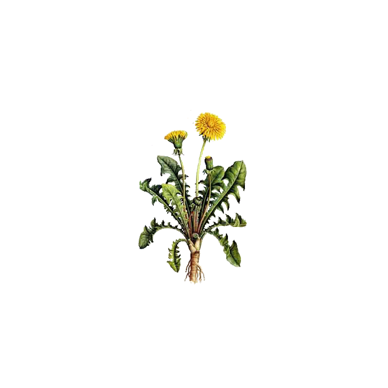 Pissenlit Bio en gélules (Taraxacum dens leonis)