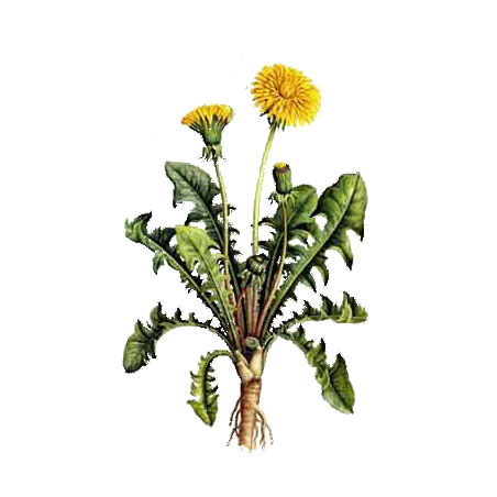 Pissenlit Bio en gélules (Taraxacum dens leonis)