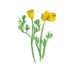 Escholtzia bio en gélules (Escholtzia californica)