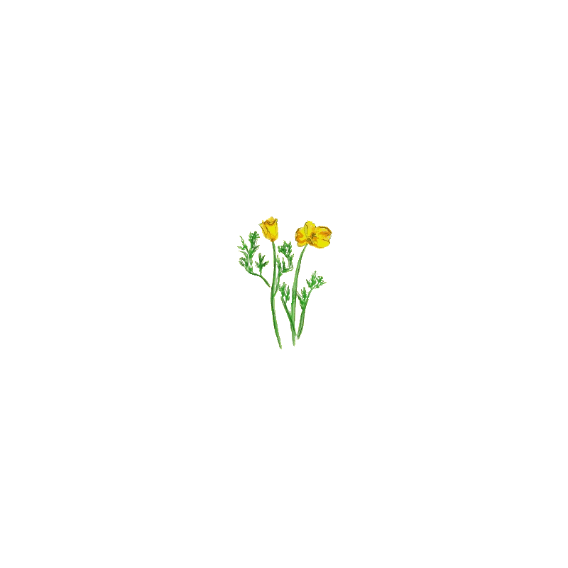 Escholtzia bio en gélules (Escholtzia californica)