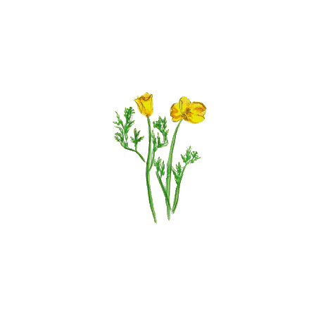 Escholtzia bio en gélules (Escholtzia californica)