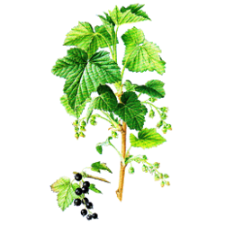 Cassis bio en gélules (Ribes nigrum)