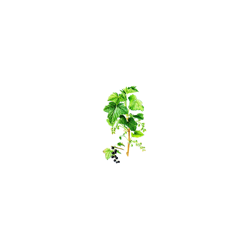 Cassis bio en gélules (Ribes nigrum)