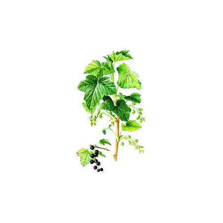 Cassis bio en gélules (Ribes nigrum)
