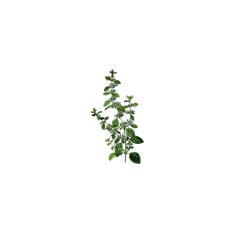 Mélisse Bio en gélules (Melissa officinalis)