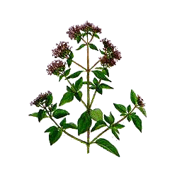 Huile essentielle Origan Compact bio (Origanum compactum)