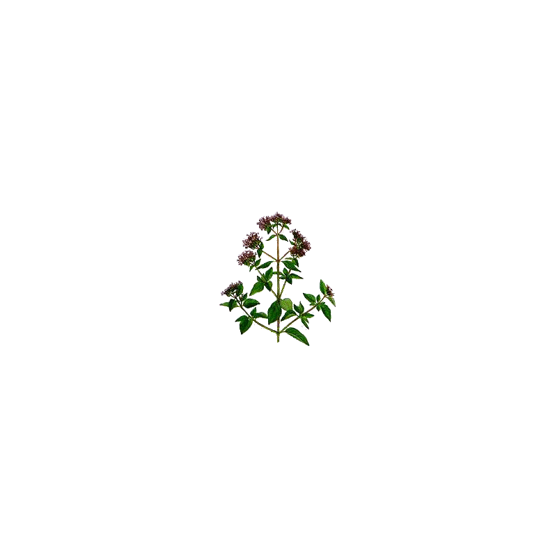 Huile essentielle Origan Compact bio (Origanum compactum)