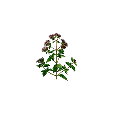 Huile essentielle Origan Compact bio (Origanum compactum)