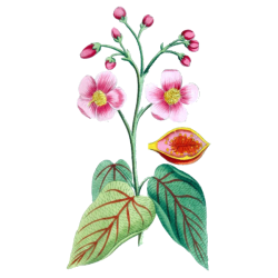 Urucum Bio en gélules (Bixa orellana - graines)
