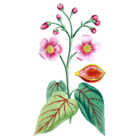 Urucum Bio en gélules (Bixa orellana - graines)