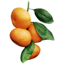 Huile essentielle Mandarine Rouge bio (Citrus reticulata Blanco)