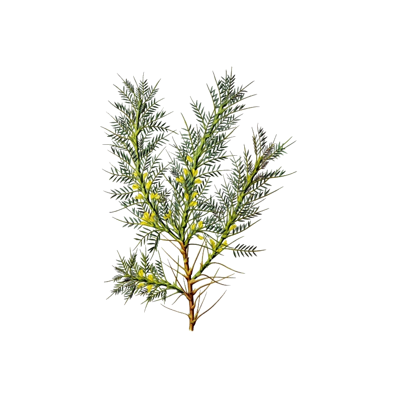 Astragale Bio en gélules (Astragalus membranaceus)
