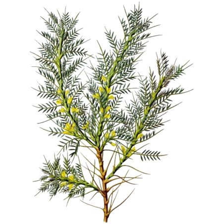 Astragale Bio en gélules (Astragalus membranaceus)