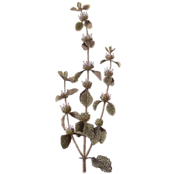 Ballote bio en gélules (Ballota nigra)