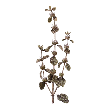 Ballote bio en gélules (Ballota nigra)