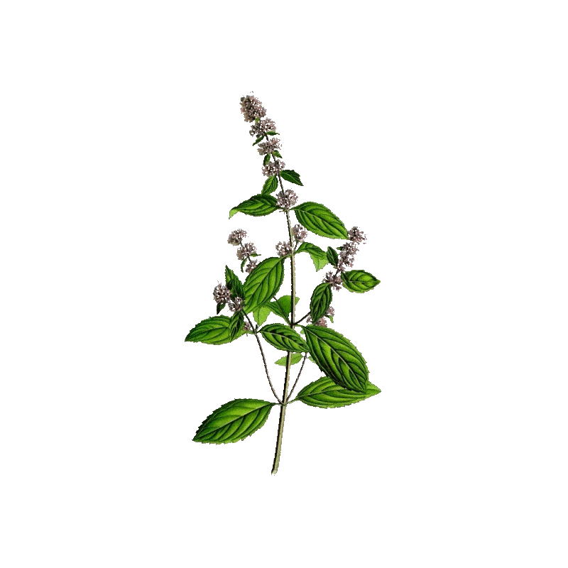 Menthe poivrée bio en gélules (Mentha piperita)
