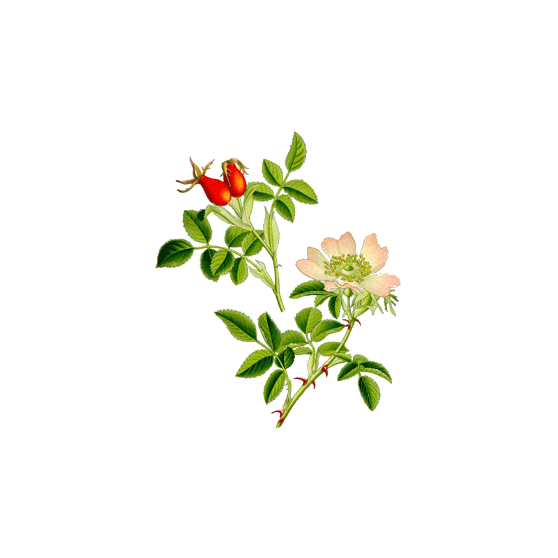 Cynorrhodon bio en gélules (Rosa canina)