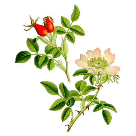 Cynorrhodon bio en gélules (Rosa canina)