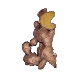 Gingembre Bio en gélules - aphrodisiaque et anti-inflammatoire (Zingiber officinale)
