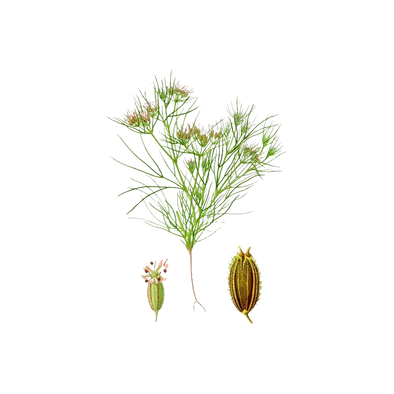 Huile essentielle de Cumin (Cuminum cyminum)