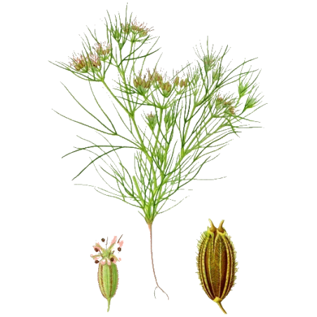 Huile essentielle de Cumin (Cuminum cyminum)