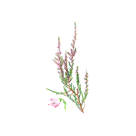 Bruyère Bio en gélules, voies urinaires (Calluna vulgaris)