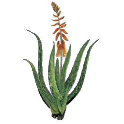 Aloe vera bio extrait en gélules - détoxination