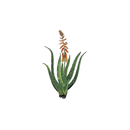 Aloe vera bio extrait en gélules - détoxination