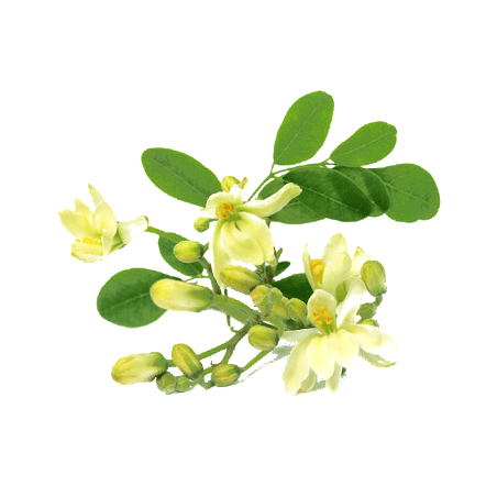 Moringa Bio en gélules - Défenses immunitaires