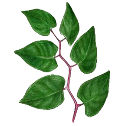 Renouée du Japon Trans-resvératrol végétal (Polygonum cuspidatum)