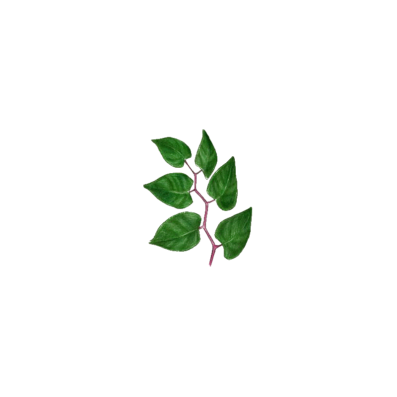Renouée du Japon Trans-resvératrol végétal (Polygonum cuspidatum)