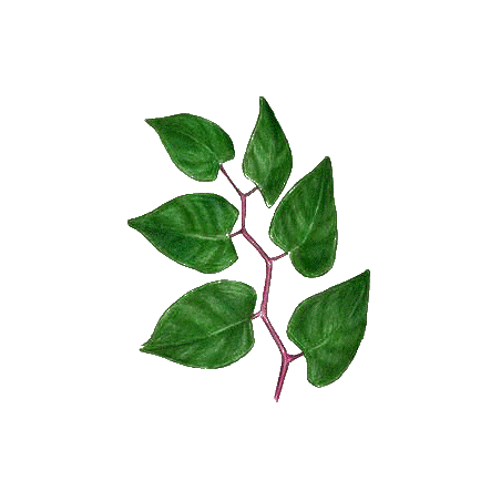 Renouée du Japon Trans-resvératrol végétal (Polygonum cuspidatum)