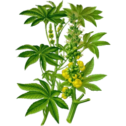 Huile végétale vierge de Ricin Bio*
