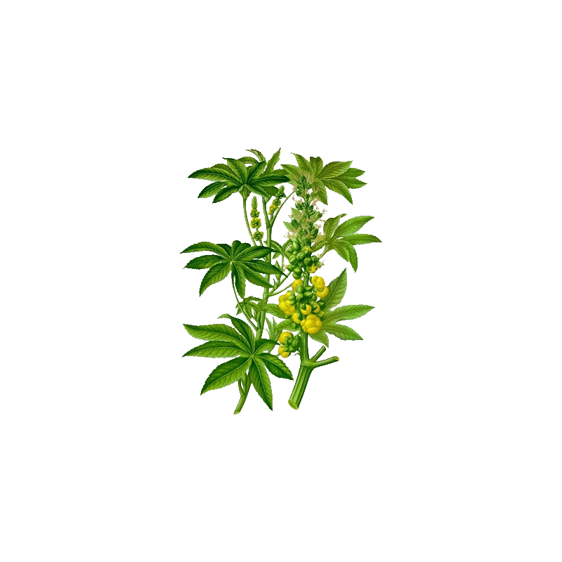 Huile végétale vierge de Ricin Bio*