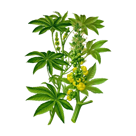 Huile végétale vierge de Ricin Bio*