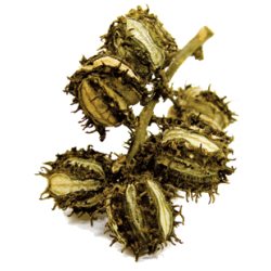 Huile végétale vierge de Ricin Bio*