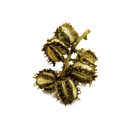Huile végétale vierge de Ricin Bio*