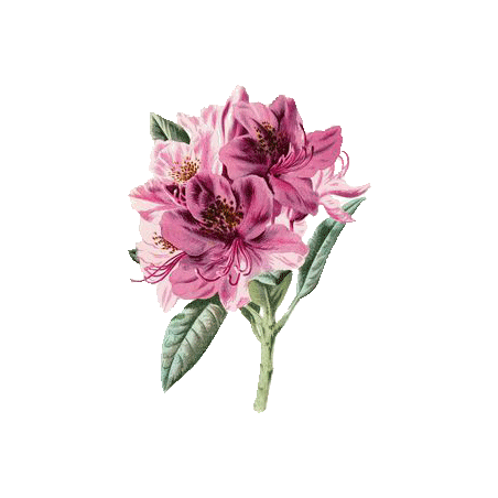 Huile essentielle Rhododendron sauvage bio (Rhododendron anthopogon)