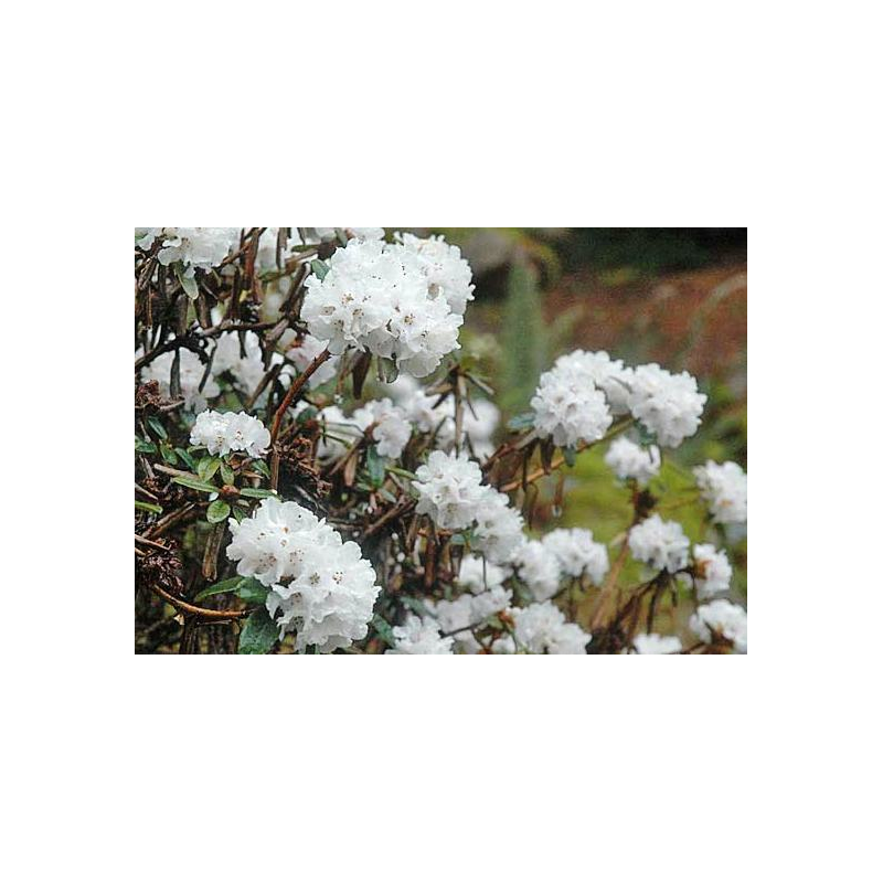 Rhododendron bio (Rhododendron anthopogon)
