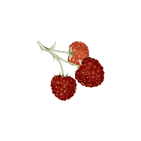Cétones de Framboise en gélules