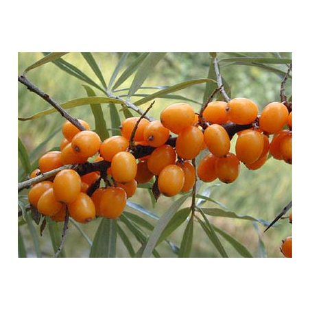 Argousier baies en gélules