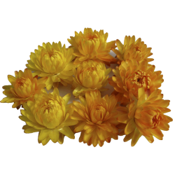 Huile essentielle Hélichryse de Madagascar Bio (Helichrysum gymnocephalum)