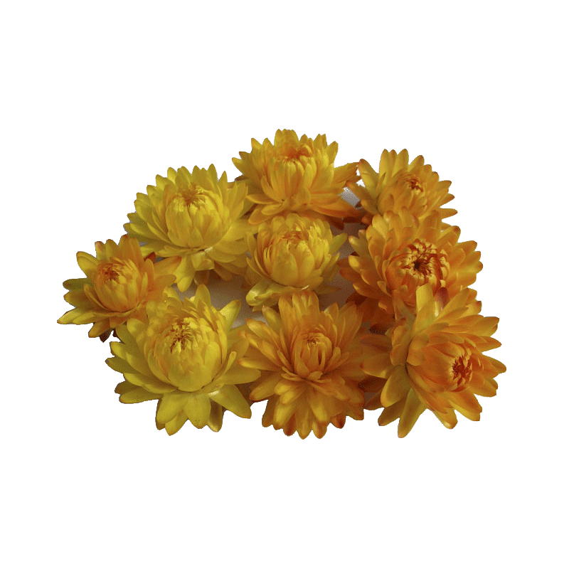 Huile essentielle Hélichryse de Madagascar Bio (Helichrysum gymnocephalum)