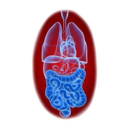 Balai Intestinal mélange en poudre Régénération