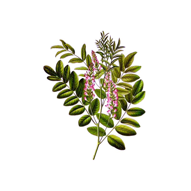 Reglisse Bio en gélules (Glycyrrhiza glabra)