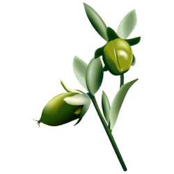 Huile végétale vierge de Jojoba Bio*