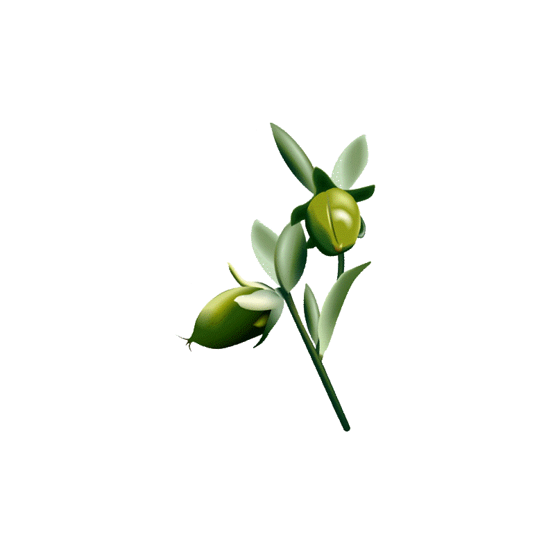 Huile végétale vierge de Jojoba Bio*