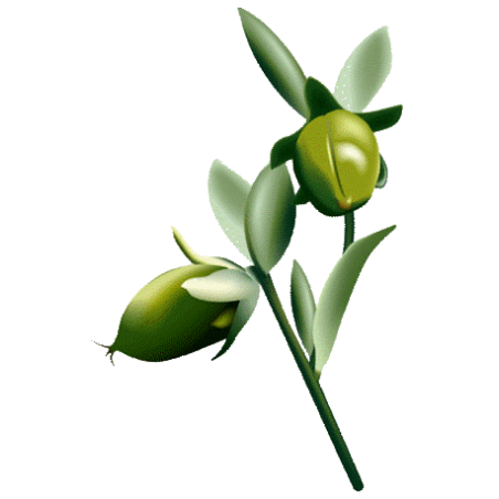 Huile végétale vierge de Jojoba Bio*